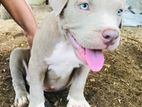 American Bully Puppies