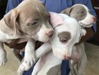 American Bully Puppies