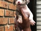 American Bully Puppies