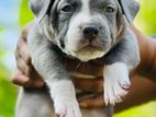 American Bully Puppies