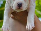 American Bully Puppy