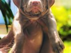 American Bully Puppies