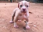 American Bully Puppies