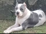 American Bully Puppies