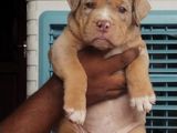 American Bully Puppies