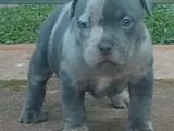 American Bully Puppies