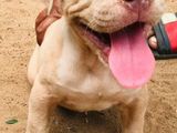 American Bully Puppies