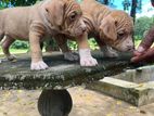 American Bully Puppies