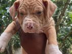 American Bully Puppies