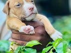 American Bully Puppies