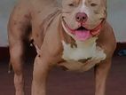 American Bully Puppies