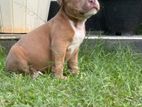 American Bully Puppies