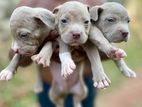 American Bully Puppies