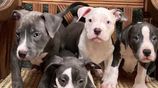 American Bully Puppies