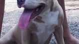 American Bully Puppies