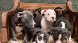 American Bully Puppies
