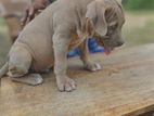 American bully puppies