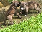 American Bully Puppies