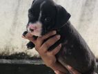American Bully Puppies