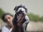 American Bully Puppies