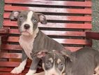 American Bully Puppies