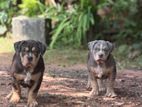 American Bully Puppies