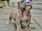 American bully puppies