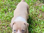 American Bully Puppies
