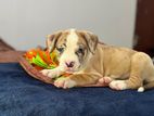 American Bully Puppies