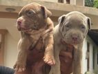 American Bully Puppies