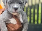 American Bully Puppies