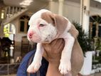 American Bully Puppies