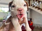 American Bully Puppies