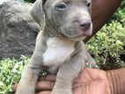 American Bully Puppies