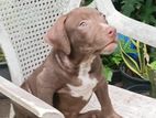 American Bully Puppies