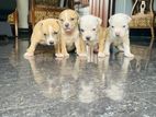 American Bully Puppies
