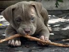 American Bully Puppies