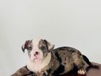American Bully Puppies