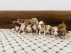 American Bully Puppies