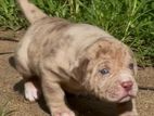 American Bully Puppies