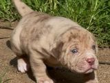 American Bully Puppies