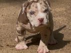 American bully puppies