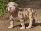 American Bully Puppies