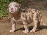 American Bully Puppies