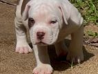 American Bully Puppies