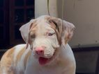American Bully Puppies