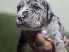American Bully Puppies