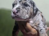 American Bully Puppies