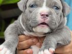 American Bully Puppies