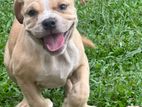 American Bully Puppies